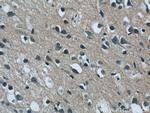 C12orf54 Antibody in Immunohistochemistry (Paraffin) (IHC (P))