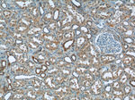 ZNF497 Antibody in Immunohistochemistry (Paraffin) (IHC (P))