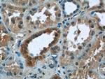 ZNF497 Antibody in Immunohistochemistry (Paraffin) (IHC (P))
