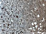 GBF1 Antibody in Immunohistochemistry (Paraffin) (IHC (P))