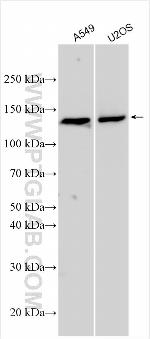 PFN3 Antibody in Western Blot (WB)