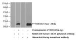 KIAA0125 Antibody in Western Blot (WB)