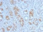 Gastrin Monoclonal Antibody (GAST/2634)