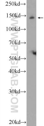 JIP3 Antibody in Western Blot (WB)