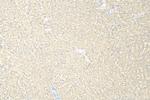 Adropin Antibody in Immunohistochemistry (Paraffin) (IHC (P))