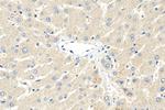 Adropin Antibody in Immunohistochemistry (Paraffin) (IHC (P))