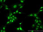ZKSCAN1 Antibody in Immunocytochemistry (ICC/IF)
