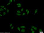 ZNF124 Antibody in Immunocytochemistry (ICC/IF)