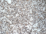 ZNF124 Antibody in Immunohistochemistry (Paraffin) (IHC (P))