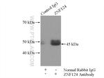 ZNF124 Antibody in Immunoprecipitation (IP)