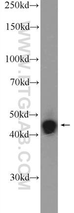 ZNF124 Antibody in Western Blot (WB)