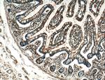 USE1 Antibody in Immunohistochemistry (Paraffin) (IHC (P))
