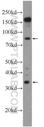 SLMAP Antibody in Western Blot (WB)