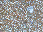 KLHL28 Antibody in Immunohistochemistry (Paraffin) (IHC (P))