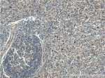 Galectin 10 Antibody in Immunohistochemistry (Paraffin) (IHC (P))