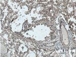 Galectin 10 Antibody in Immunohistochemistry (Paraffin) (IHC (P))
