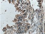 Galectin 10 Antibody in Immunohistochemistry (Paraffin) (IHC (P))