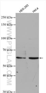 C15orf44 Antibody in Western Blot (WB)