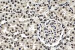 CCAR1 Antibody in Immunohistochemistry (Paraffin) (IHC (P))