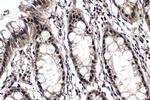 CCAR1 Antibody in Immunohistochemistry (Paraffin) (IHC (P))