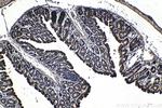 CCAR1 Antibody in Immunohistochemistry (Paraffin) (IHC (P))