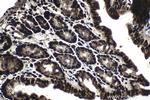 CCAR1 Antibody in Immunohistochemistry (Paraffin) (IHC (P))