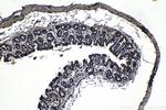 CCAR1 Antibody in Immunohistochemistry (Paraffin) (IHC (P))