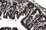CCAR1 Antibody in Immunohistochemistry (Paraffin) (IHC (P))