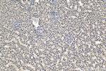 CCAR1 Antibody in Immunohistochemistry (Paraffin) (IHC (P))