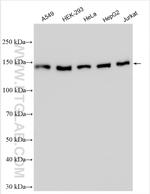 CCAR1 Antibody in Western Blot (WB)