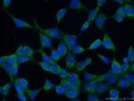 KIAA0430 Antibody in Immunocytochemistry (ICC/IF)