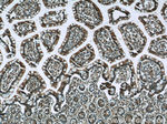 KIAA0430 Antibody in Immunohistochemistry (Paraffin) (IHC (P))