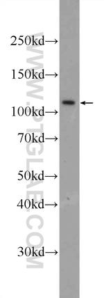 MYT1L Antibody in Western Blot (WB)