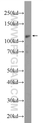 MYT1L Antibody in Western Blot (WB)