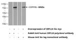 CEP110 Antibody in Western Blot (WB)