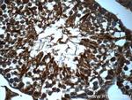 TDRD5 Antibody in Immunohistochemistry (Paraffin) (IHC (P))