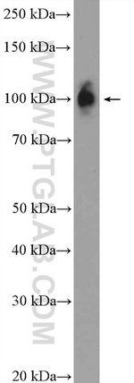 ZNF483 Antibody in Western Blot (WB)
