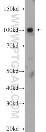 ZNF483 Antibody in Western Blot (WB)