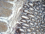 PHLPPL Antibody in Immunohistochemistry (Paraffin) (IHC (P))