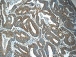 PHLPPL Antibody in Immunohistochemistry (Paraffin) (IHC (P))