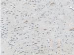 GPR103 Antibody in Immunohistochemistry (Paraffin) (IHC (P))
