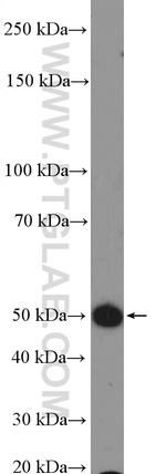 GPR103 Antibody in Western Blot (WB)