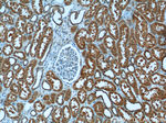 C6orf130 Antibody in Immunohistochemistry (Paraffin) (IHC (P))