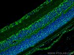 OPN5 Antibody in Immunohistochemistry (PFA fixed) (IHC (PFA))