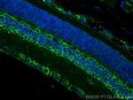 OPN5 Antibody in Immunohistochemistry (PFA fixed) (IHC (PFA))