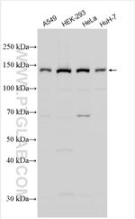 RNF123 Antibody in Western Blot (WB)