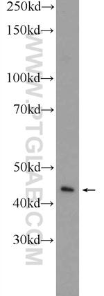 TACR2 Antibody in Western Blot (WB)