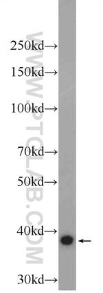 FAM98C Antibody in Western Blot (WB)