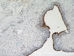 UPK1A Antibody in Immunohistochemistry (Paraffin) (IHC (P))