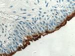 UPK1A Antibody in Immunohistochemistry (Paraffin) (IHC (P))
